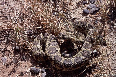 Rock Rattlesnake