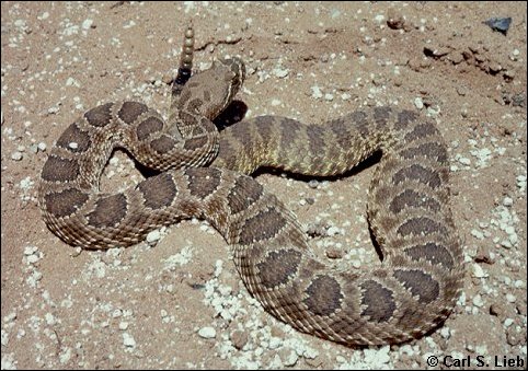 Rock Rattlesnake