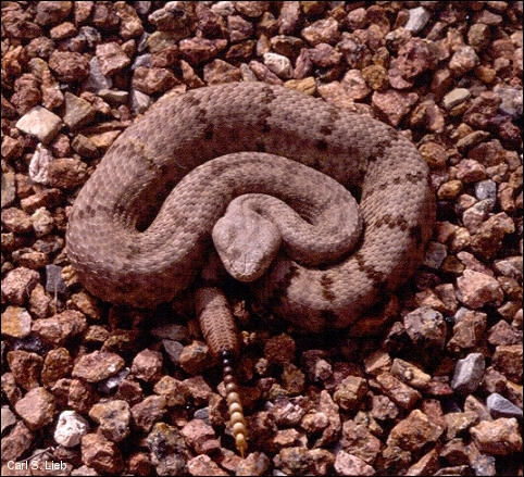 Rock Rattlesnake