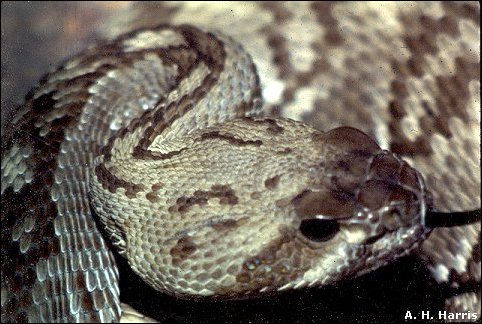 Blacktail Rattlesnake