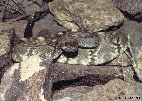 Blacktail Rattlesnake