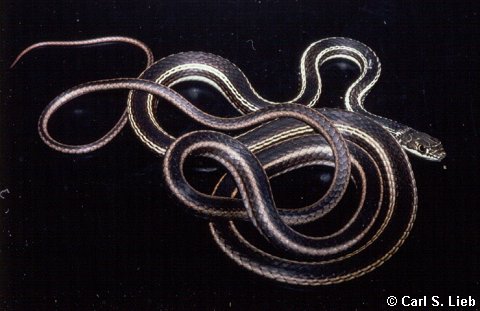 Striped Whipsnake