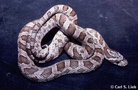 Pantherophis guttatus. Photograph by Carl S. Lieb