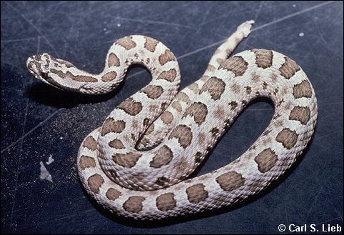 Rock Rattlesnake