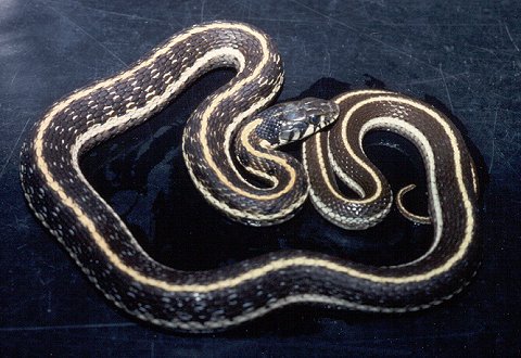 Thamnophis cyrtopsis. Photograph by Carl S. Lieb