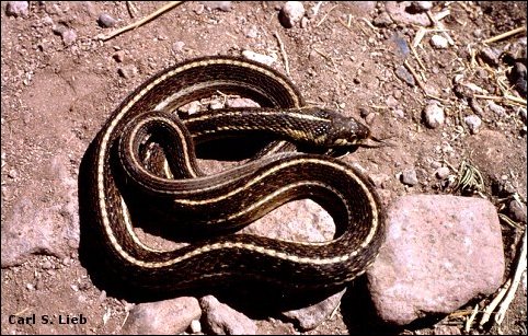 Thamnophis eques. Photograph by Carl S. Lieb