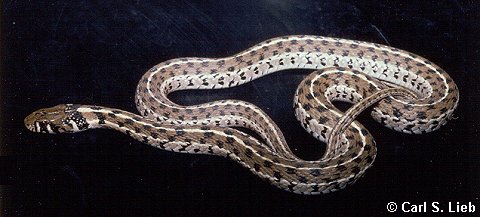 Thamnophis marcianus. Photograph by Carl S. Lieb