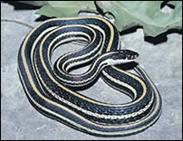 Thamnophis proximus. Photograph by Carl S. Lieb