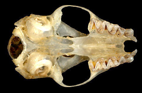 ventral view of Antrozous skull