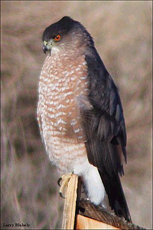 Cooper's hawk