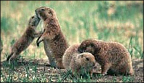 Family scene, Black-tailed Prairie Dog