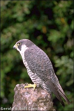 peregrin falcon