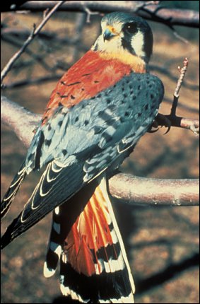 American Kestrel, <i>Falco sparverius</i>