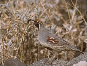 Gambel's Quail