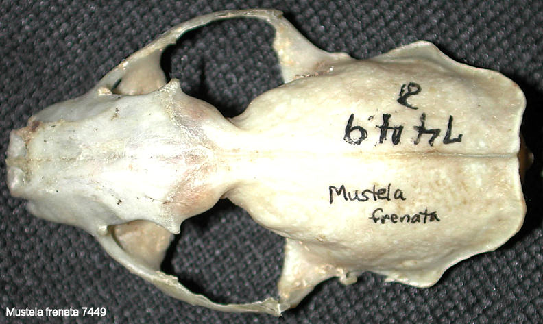 Dorsal view of Long-tailed Weasel skull (Mustela frenata)