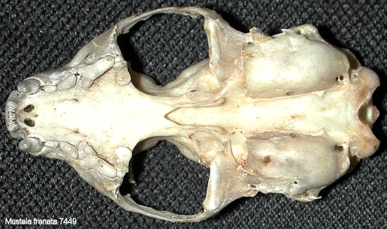 Ventral view of Long-tailed Weasel skull (Mustela frenata)