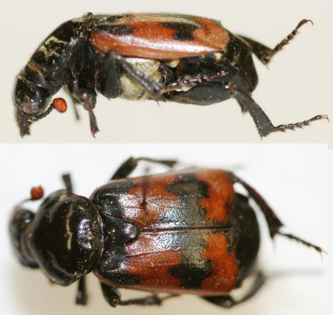 Nicrophorus marginatus, Burying Beetle