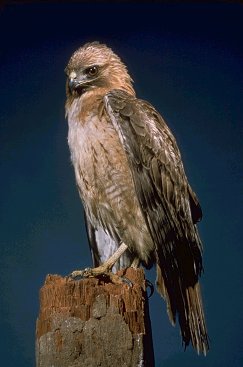 Red-tailed Hawk