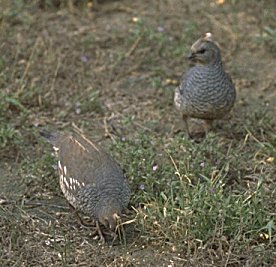 scaled quail