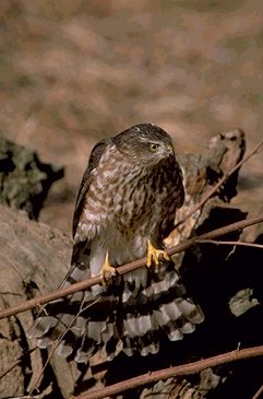 sharpshinned hawk