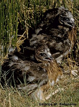 young Swainson's Hawks