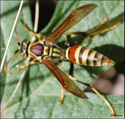 Vespid wasp