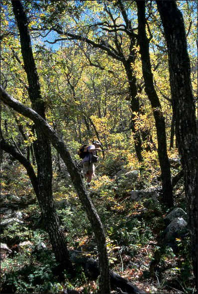 C. W. Painter, NMG&F working among the oaks in the Animas Mountains