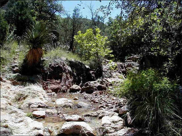 Indian Creek following a rain, Animas Mountains