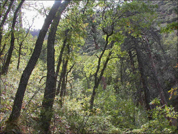 Oaks in West Fork Canyon, Animas Mts.