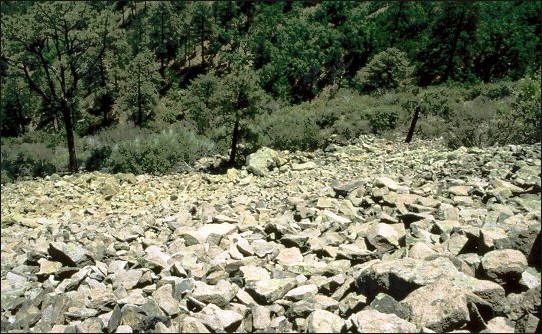 West-facing slope in West Fork Canyon, Animas Mountains