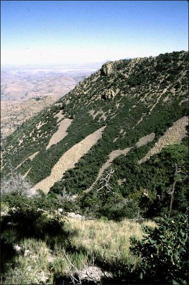 West-facing slope in West Fork Canyon, Animas Mountains