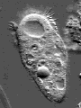 image of a ciliate