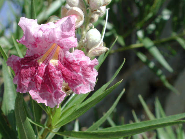 Flower of Desert Willow, Chilopsis linearis