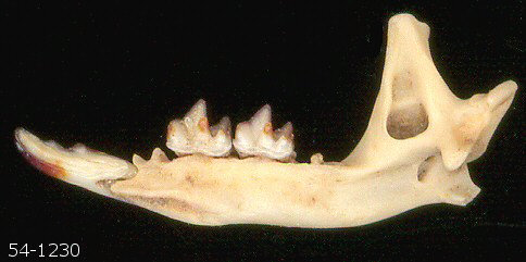 Medial side of right dentary of fossil Cryptotis parva, UTEP F 54-1230