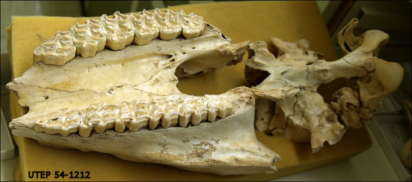 Palatal view of the horse Equus conversidens.