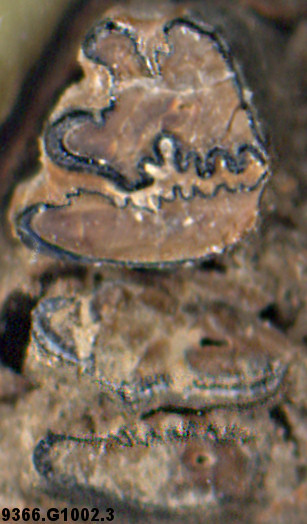 Lower premolars of fossil Desert Cottontail, Sylvilagus audubonii
