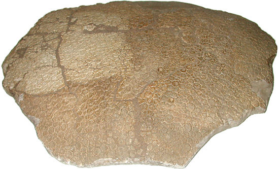 A portion of a glyptodont carapace