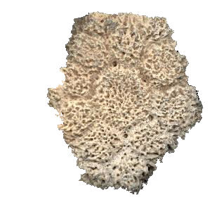 A single scute of a glyptodont carapace