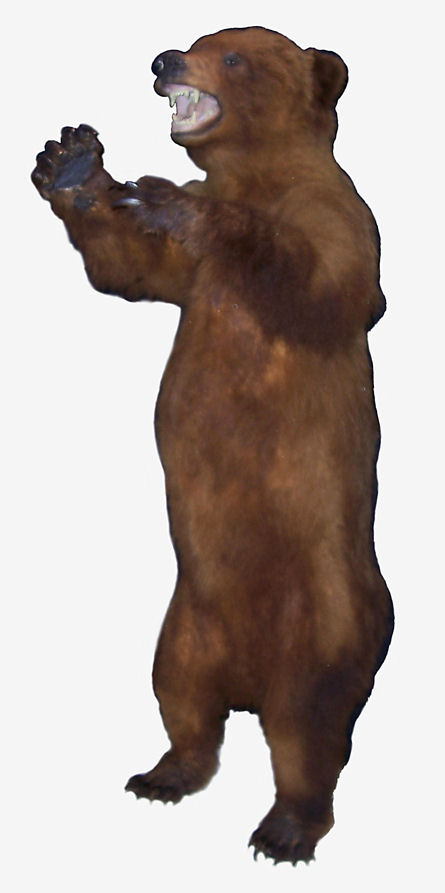 grizzly bear standing. Grizzly Bear mount