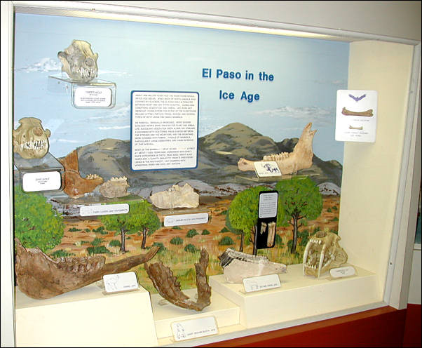 Display case of El Paso Ice Age vertebrate fossils