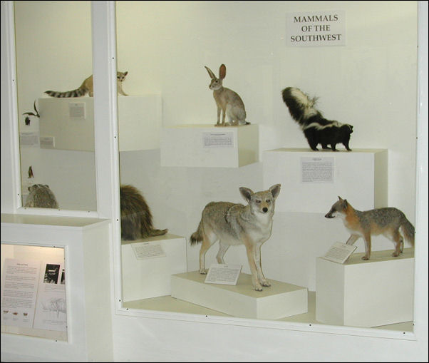 Display case of Southwestern mammals