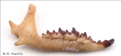 Lateral side of right dentary of fossil Sorex monticolus.