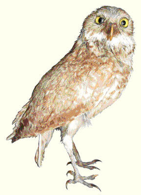 burrowingowl