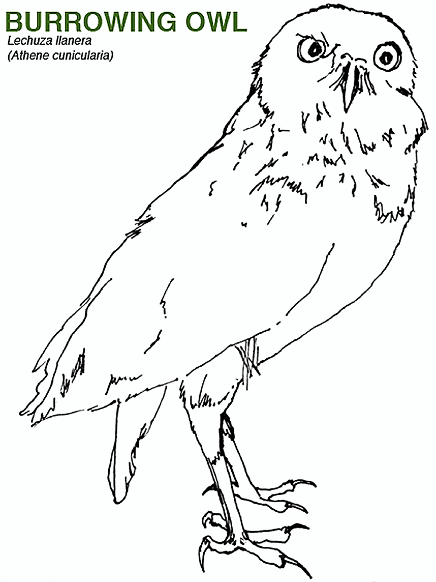 coloring page of the Burrowing Owl