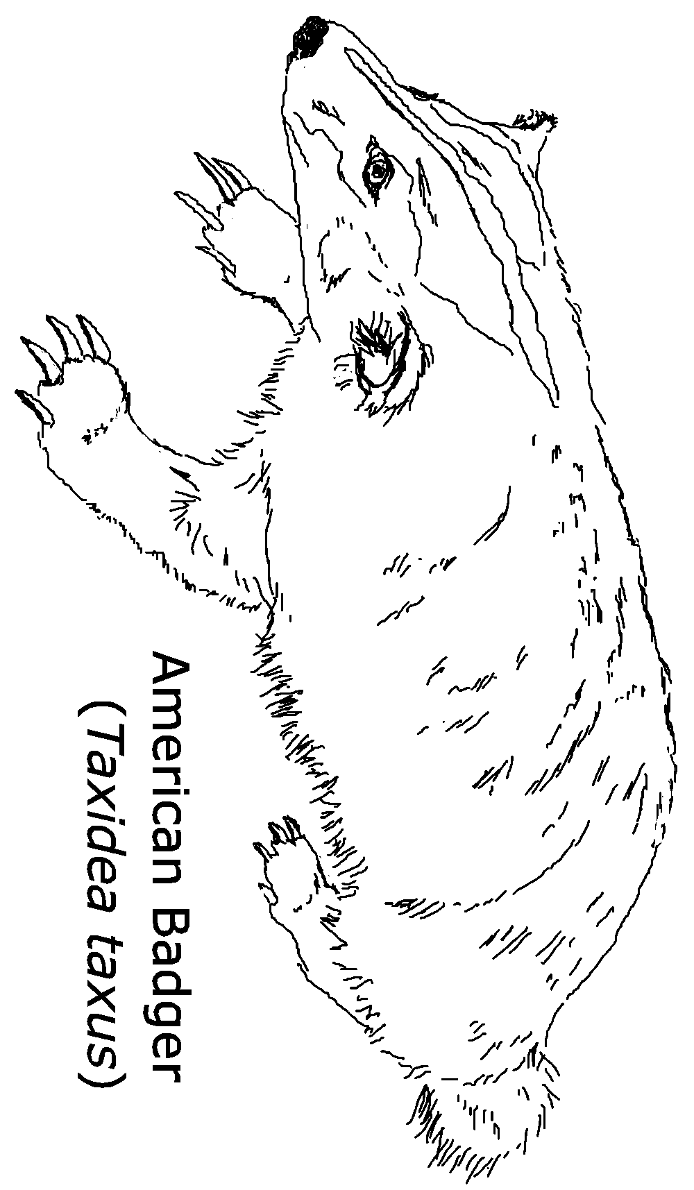 Coloring page: American Badger