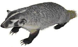 Taxidea taxus: Badger