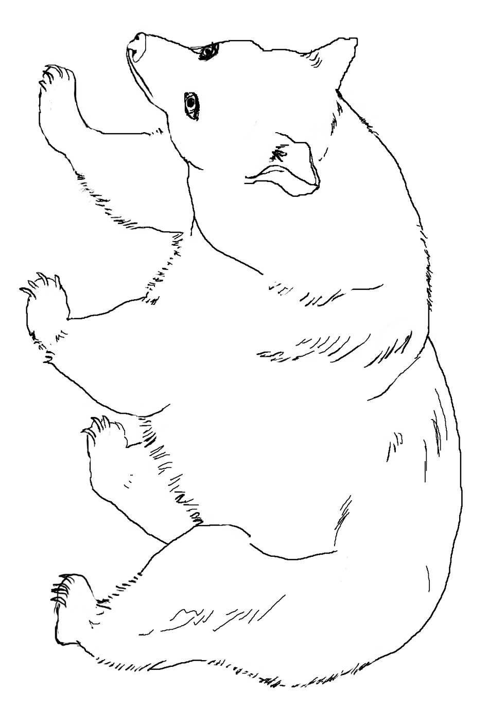 coloring page of the Black Bear