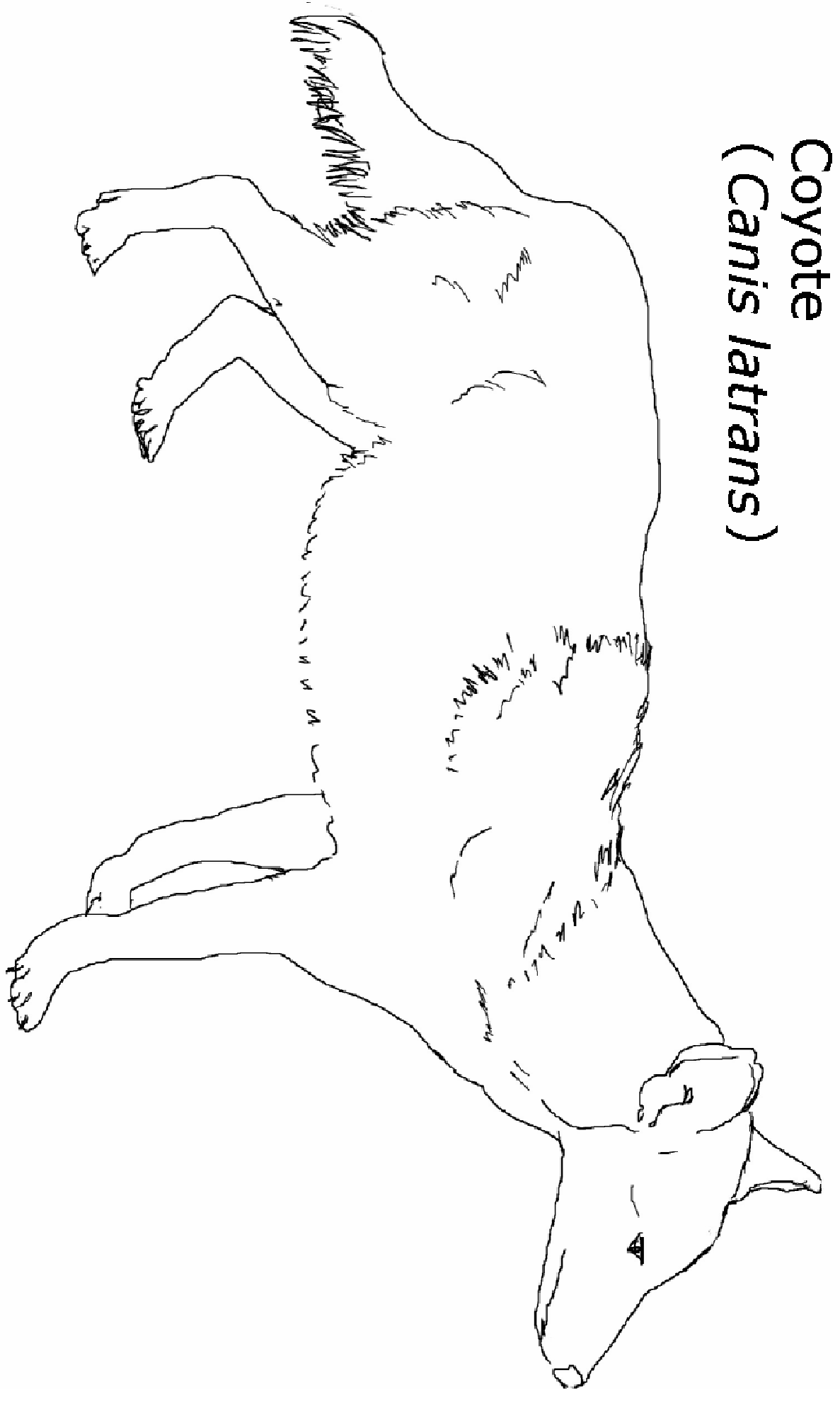 coloring page of the Coyote