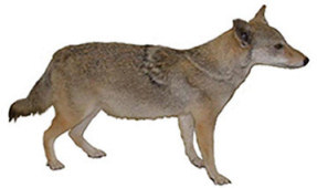 coyote size