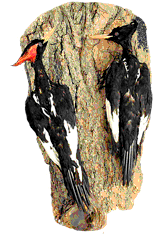 imperial woodpecker